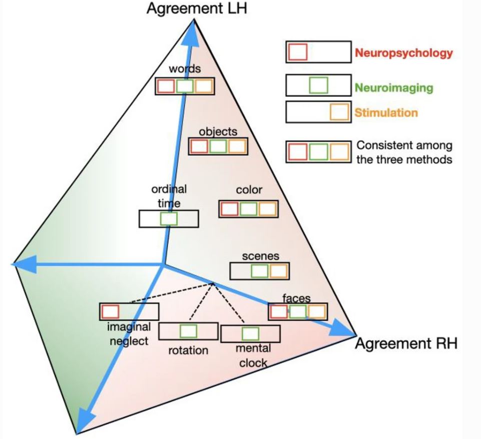 brain laterality